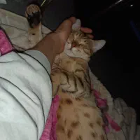 گربه واگذاری