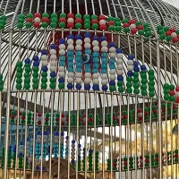 سهره خاکی|پرنده|کرمان, |دیوار