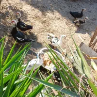 اردک اسرائیل وزنی