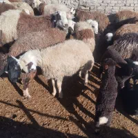 بره نر|حیوانات مزرعه|زاغه, |دیوار