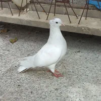 طوقی طوق کفتر کبوتر|پرنده|فسا, |دیوار