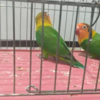 جفت کوتوله طوطی برزیلی