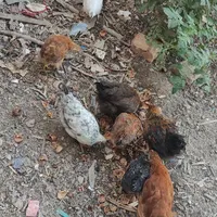 مرغ و جوجه و خروس محلی و جوجه روز