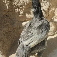 مرغ لاری