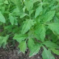 فروش نهال گوجه محلی، گوشتی، بادمجان، گل گاو زبان