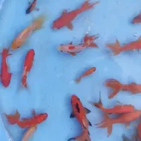 ماهی|ماهی|نجف‌آباد, امیرآباد|دیوار