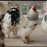 تخم برهما لایت
