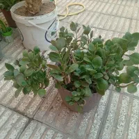 قاشقی|گل و گیاه طبیعی|سبزوار, شرق کال میانی|دیوار