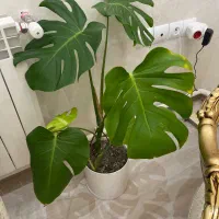گیاه مونسترا سرحال و بزرگ