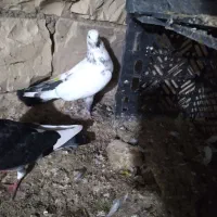 کبوتر|پرنده|جوانرود, |دیوار