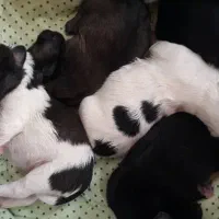 فروش توله سگهای تریر نر و ماده