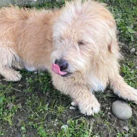 سگ پاکوتا حرف گوش‌کن|سگ|بابل, |دیوار