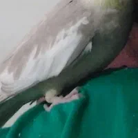 عروس هلندی گم شده