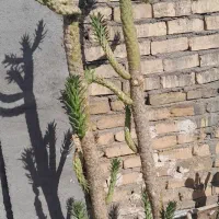 کاکتوس غول پیکر|گل و گیاه طبیعی|قم, امامزاده ابراهیم|دیوار