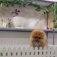 سگ پامرانین