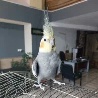 عروس هلندی سخنگو