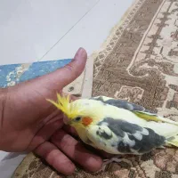 جوجه عروس هلندی خاص|پرنده|اهواز, کیانشهر|دیوار