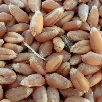 گندم آبی صربستانی یونی استار|گل و گیاه طبیعی|ماهیدشت, |دیوار