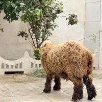قوچ بختیاری نر