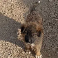 توله قدرجونی|سگ|پیر بکران, |دیوار