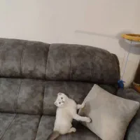 بچه گربه اسکاتیش|گربه|ارومیه, |دیوار