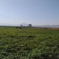 نیازمندکاگر برای لوبیا چیدن1500