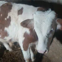 گاو سمینتال اصل|حیوانات مزرعه|مشگین شهر, |دیوار