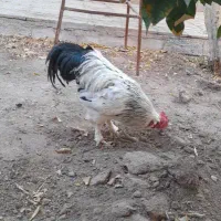 خروس|حیوانات مزرعه|کرمان, |دیوار