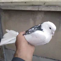 کفتر|پرنده|تهران, اسکندری|دیوار