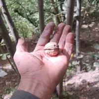 برنج و گردو و زغال اخته خشک.