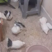 کبوتردوم چتری دوجفت باتخم جوجه