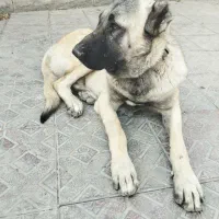 سگ سرابی گمشده یابنده/ مژدگانی