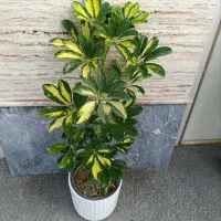 گل شفلرا .زاموفیلیا  برفی‌.یشم.برکین .روز مادر|گل و گیاه طبیعی|اراک, |دیوار