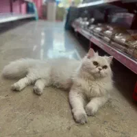 واگذاری گربه پرشین اصیل نر|گربه|تهران, سهروردی|دیوار