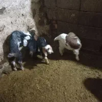 بز جوان|حیوانات مزرعه|چالدران, |دیوار