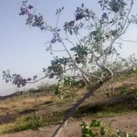 زمین مناسب دامداری مرغداری و..‌