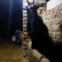 بز شاخ انبری قمی اصل ریش سفید