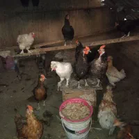 فروش تعدادی مرغ محلی