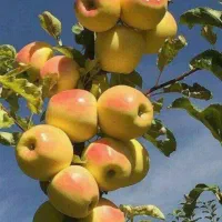 نهالهایی که با کشت اون ثروتمند میشوید
