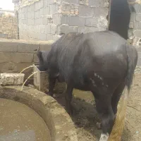 فروش گاو میش نرو ماده