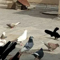 ۶ عدد کبوتر سری ۳۰۰ تکی هم دارم