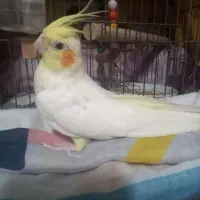 یک عدد عروس هلندی کاملا سالم|پرنده|فردیس, فرامرزیه|دیوار