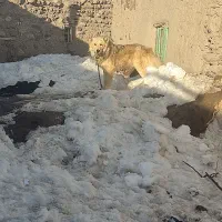 سگ سرابی گمشد