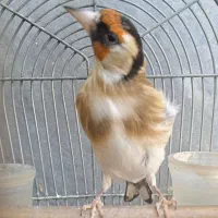 سهره چهارگل سهره ماده کارداده