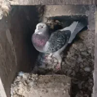 دوتا نر|پرنده|زابل, |دیوار