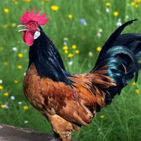 فروش یک عدد خروس ورووک اصل آلمانی|حیوانات مزرعه|خمینی‌شهر, |دیوار