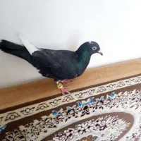 پرنده کفتر گلبسر سهره قناری مرغ عشق