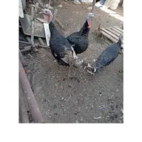 بوقلمون جوان نر ۲میلیون