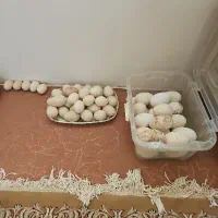 تخم قو غاز و اردک اسرائیلی