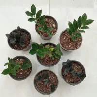 مناسب برای هدیه